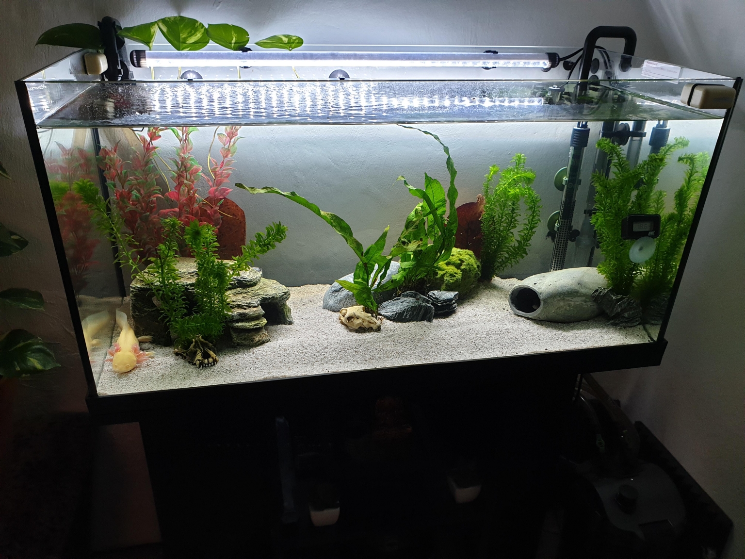 StepByStep Guide For Setting Up Of A 60 Gallon Aquarium Fishxperts
