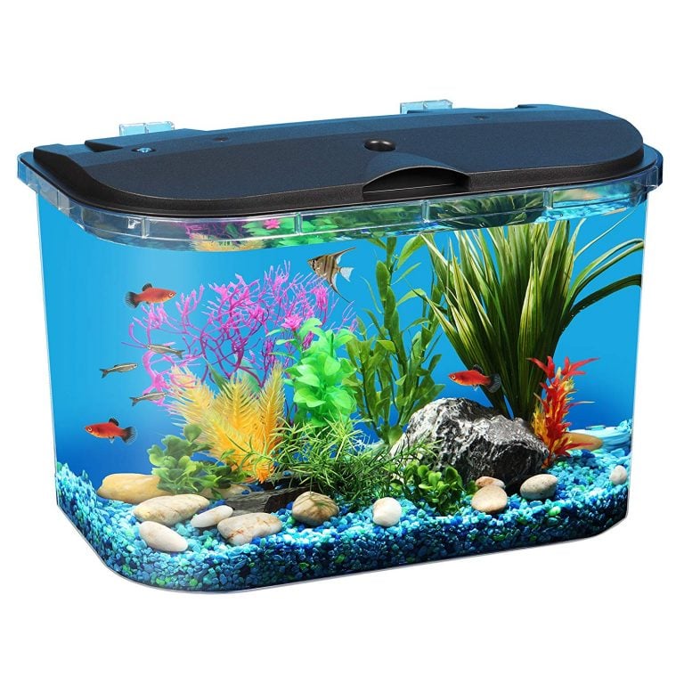 Simple Guide To Set-up And Maintain A 5-Gallon Aquarium 