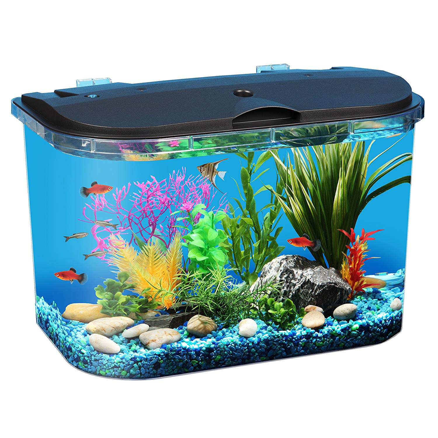 Simple Guide To Set-up And Maintain A 5-Gallon Aquarium - Fishxperts