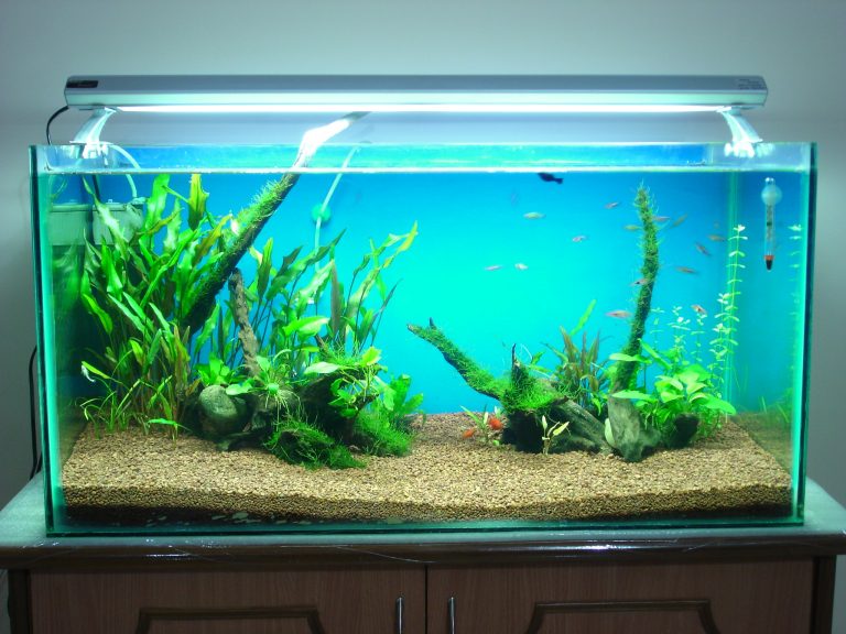 Learn About The Procedure Of Setting Up A 50 Gallon Aquarium Here