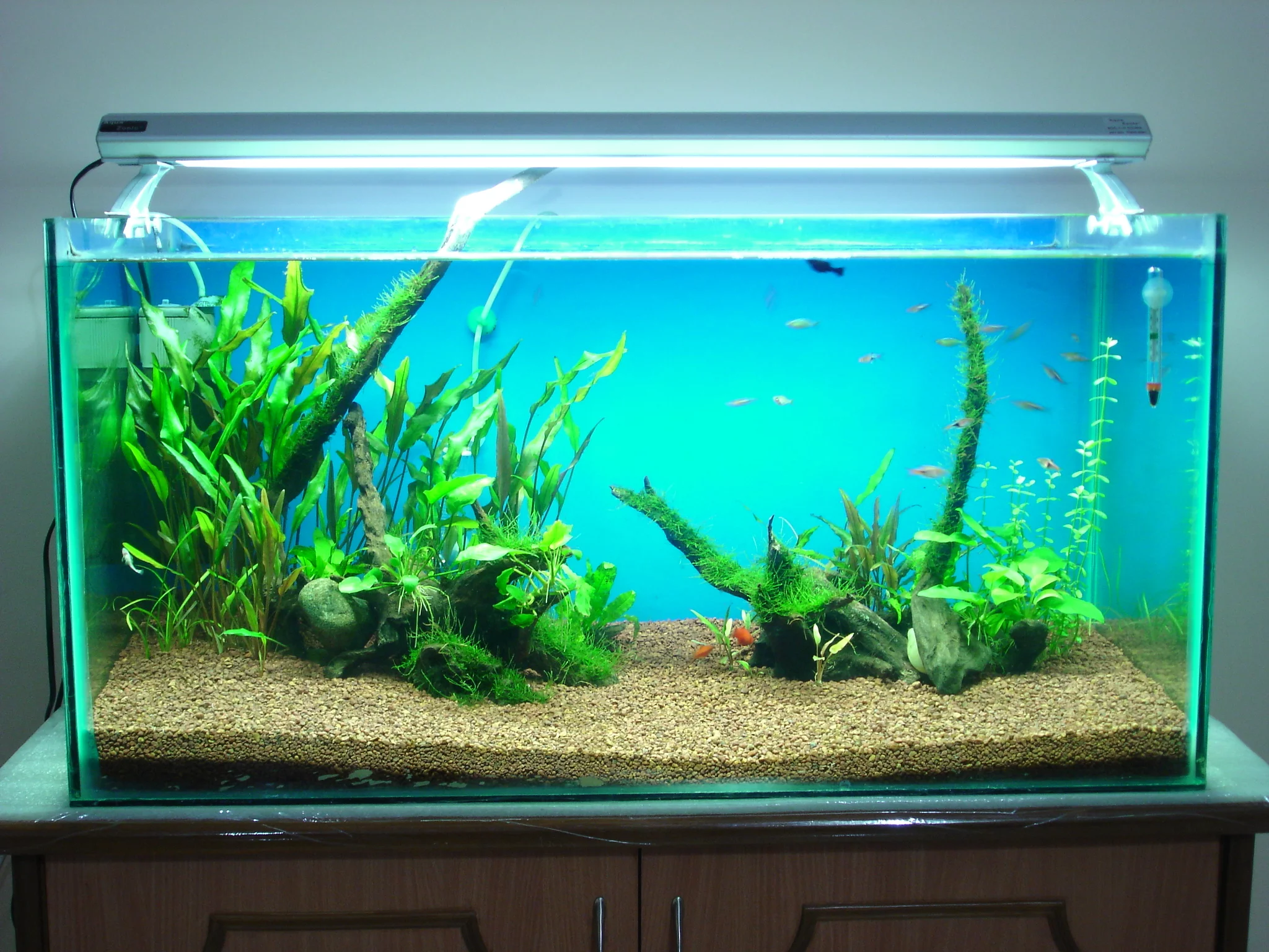 Learn About The Procedure Of Setting Up A 50 Gallon Aquarium Here -  Fishxperts