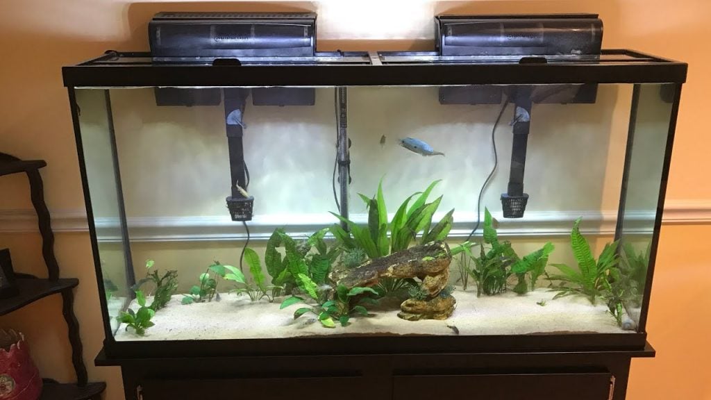 60 gallon acrylic aquarium