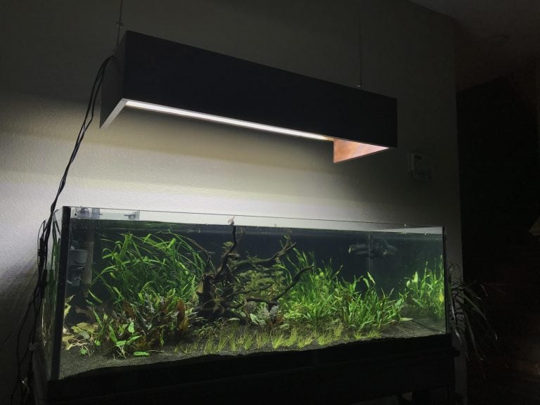 Top 5 Picks In 80-Gallon Fish Tanks