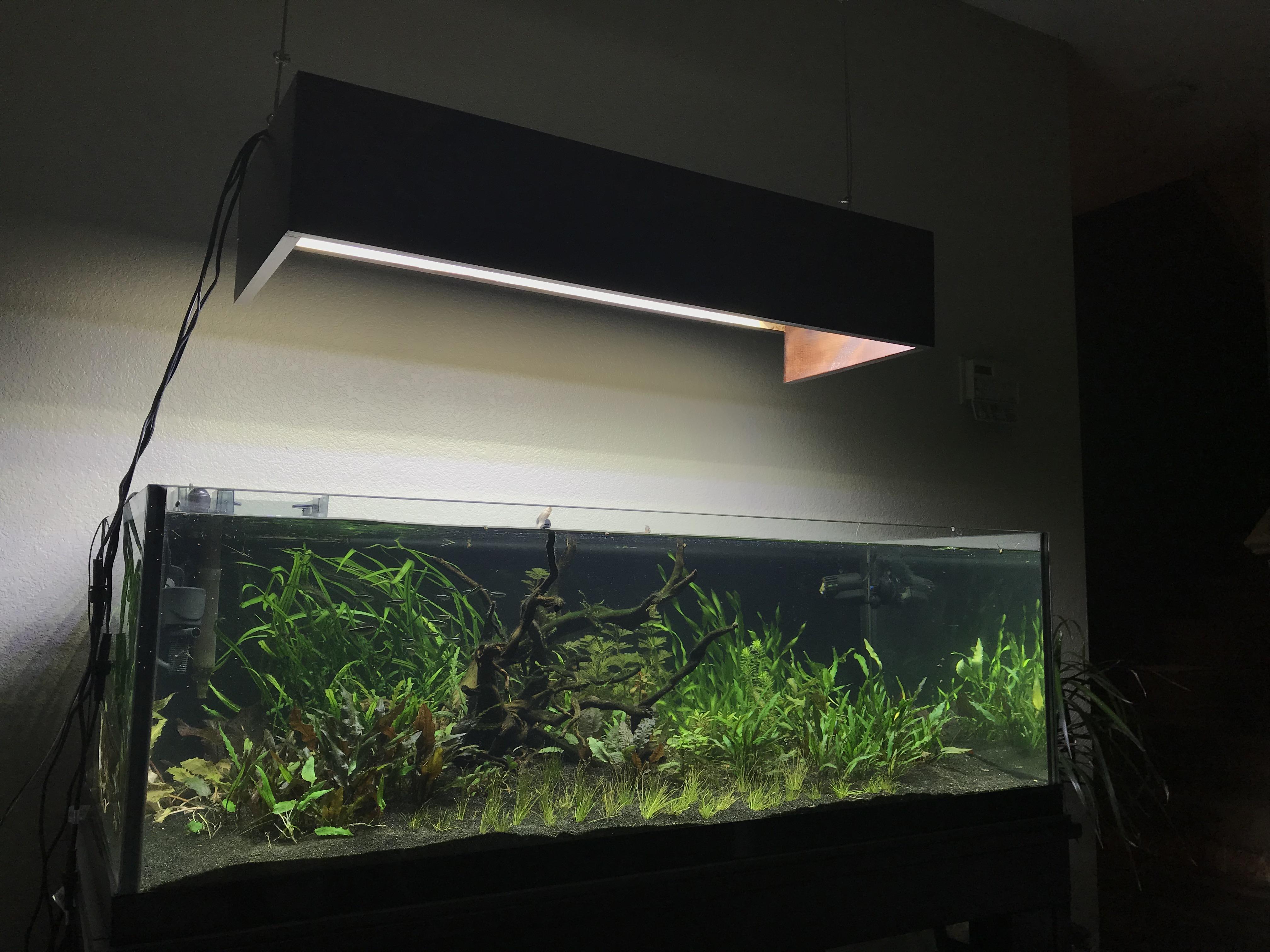 Top 5 Picks In 80-Gallon Fish Tanks 