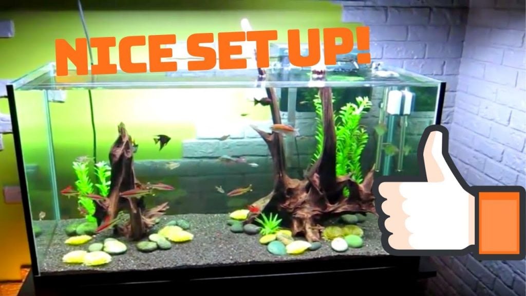 complete tropical fish tank setup