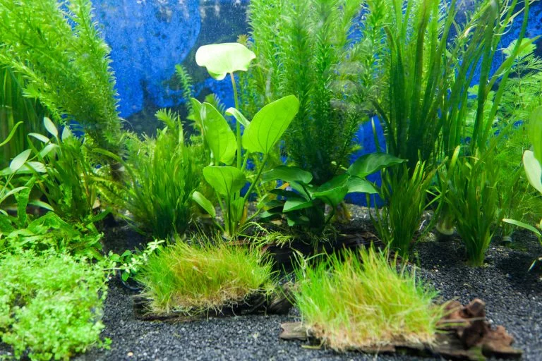 Nourish Your Aquarium Plants with Proper Supplements or Face Death