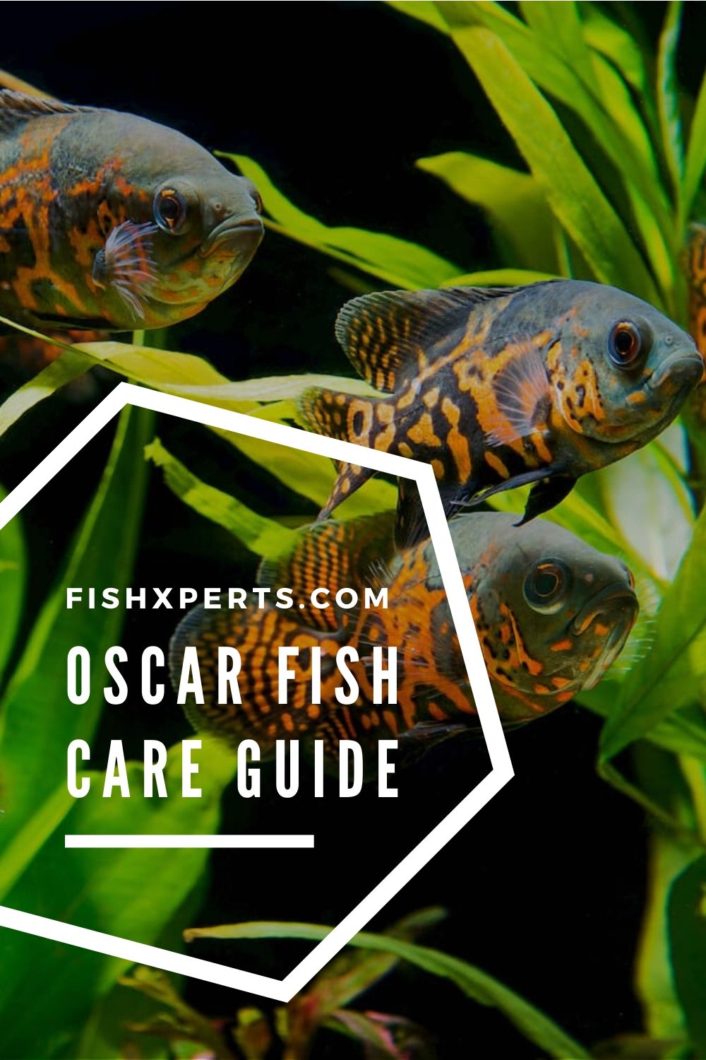 Oscar Fish Care Facts & Information