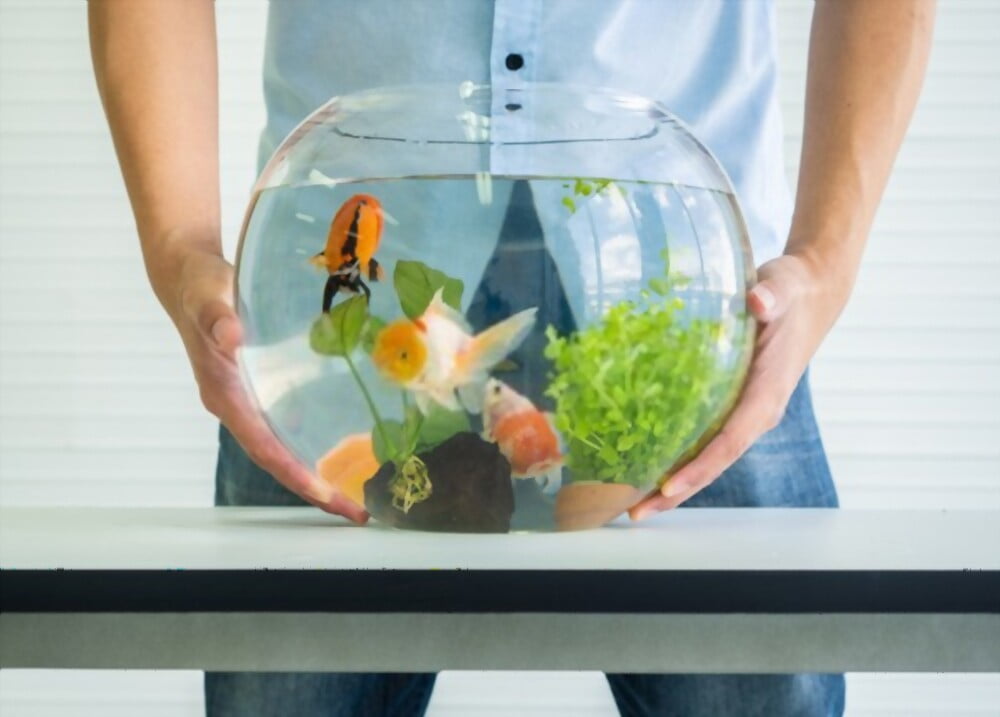 How to care for your shrimps in the Aquarium?
