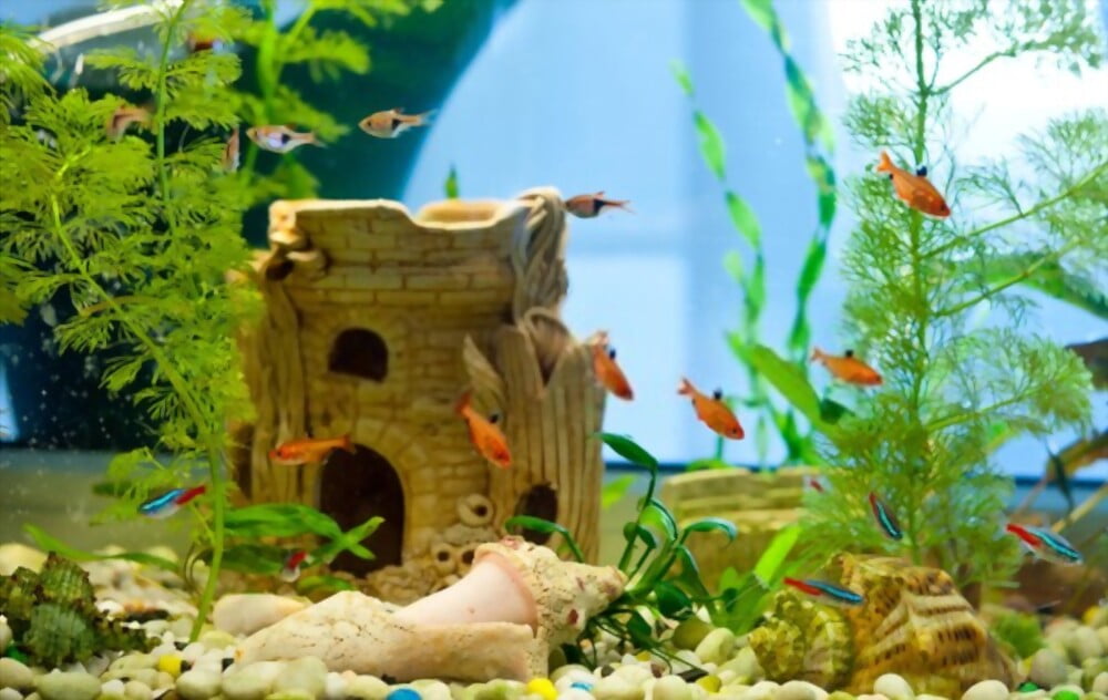 Aquarium Decorations