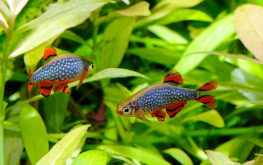 Celestial Pearl Danio