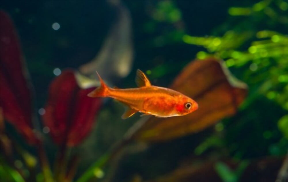 Ember Tetras