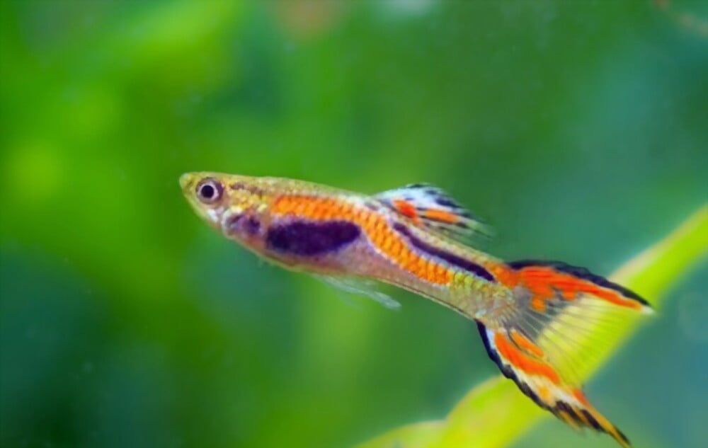 Endler’s Livebearers