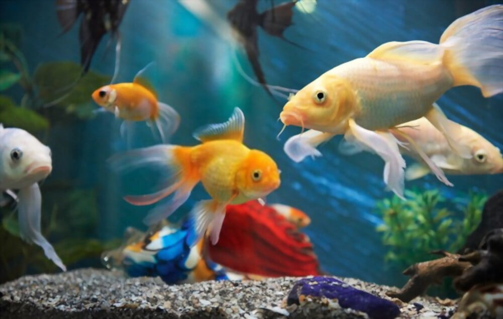 Fish Tank Mates For Shrimps
