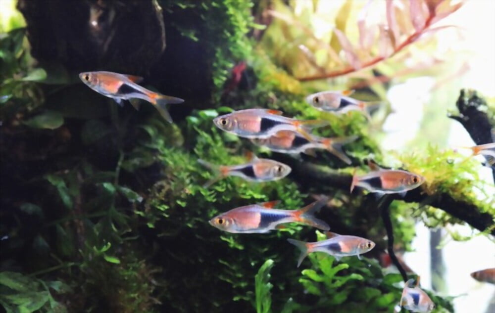 Harlequin Rasboras