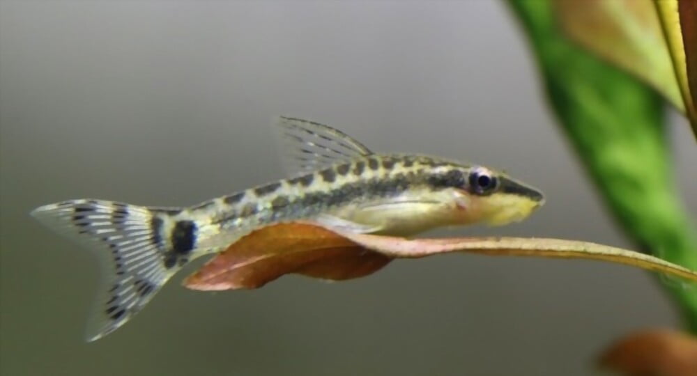 Otocinclus Catfish