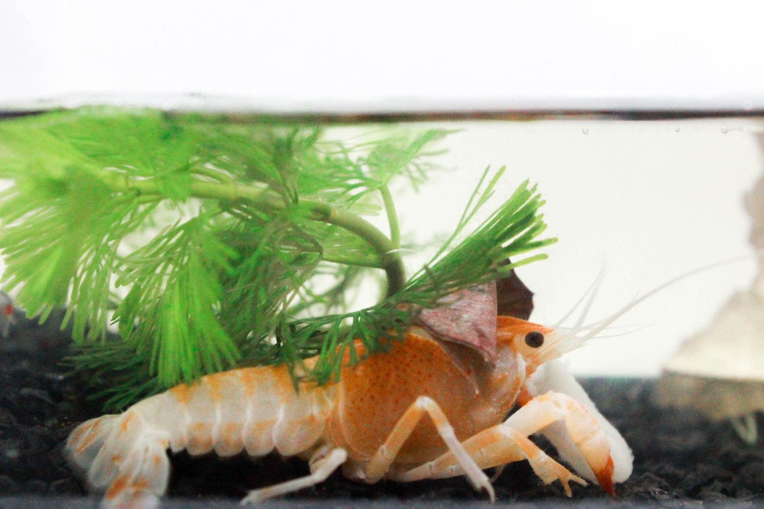 Best Peaceful Fish Tank Mates for Shrimp in Freshwater Tank Fishxperts