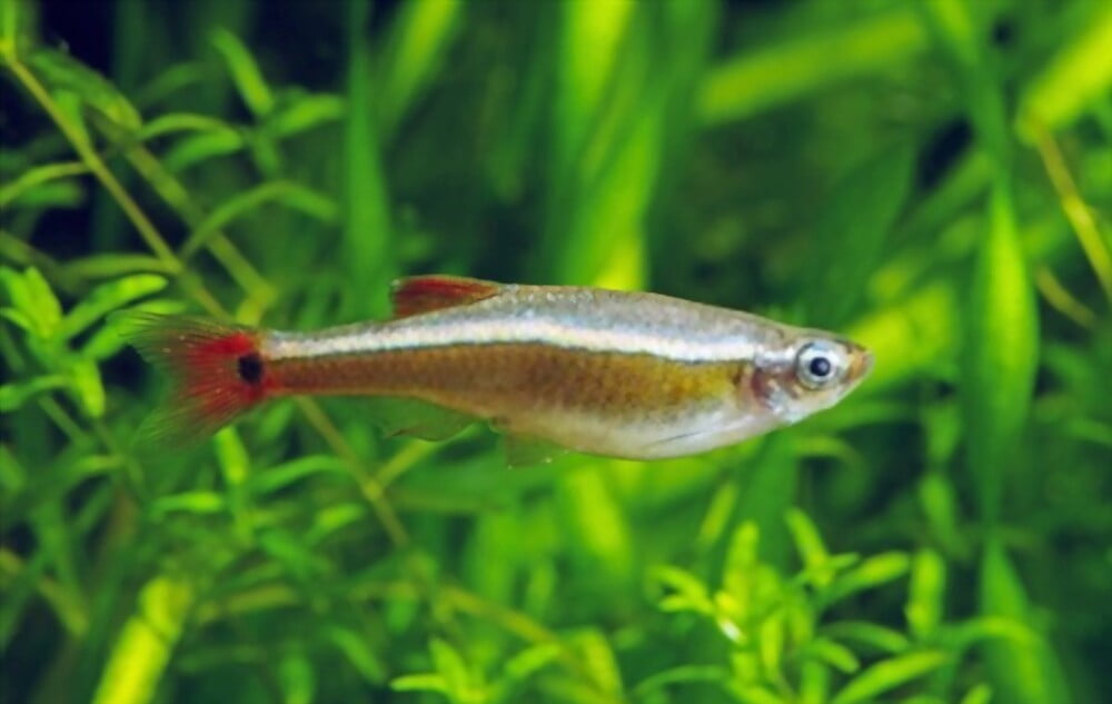 White Cloud Mountain Minnow