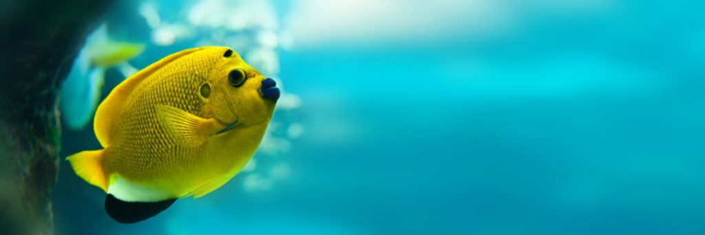 How many angelfish should be kept together?