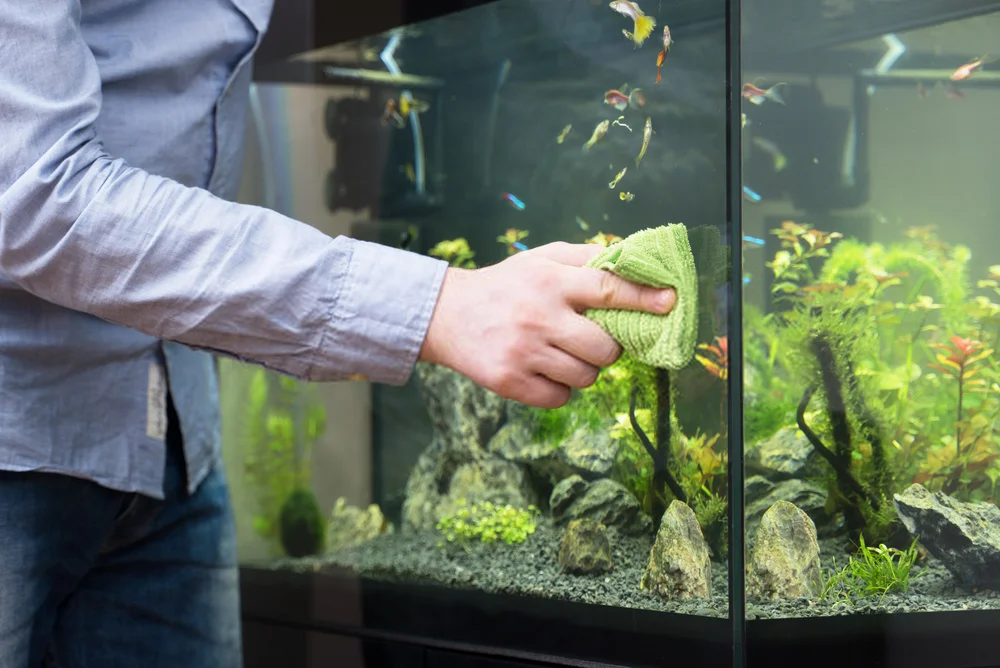 How do you properly clean a fish tank?
