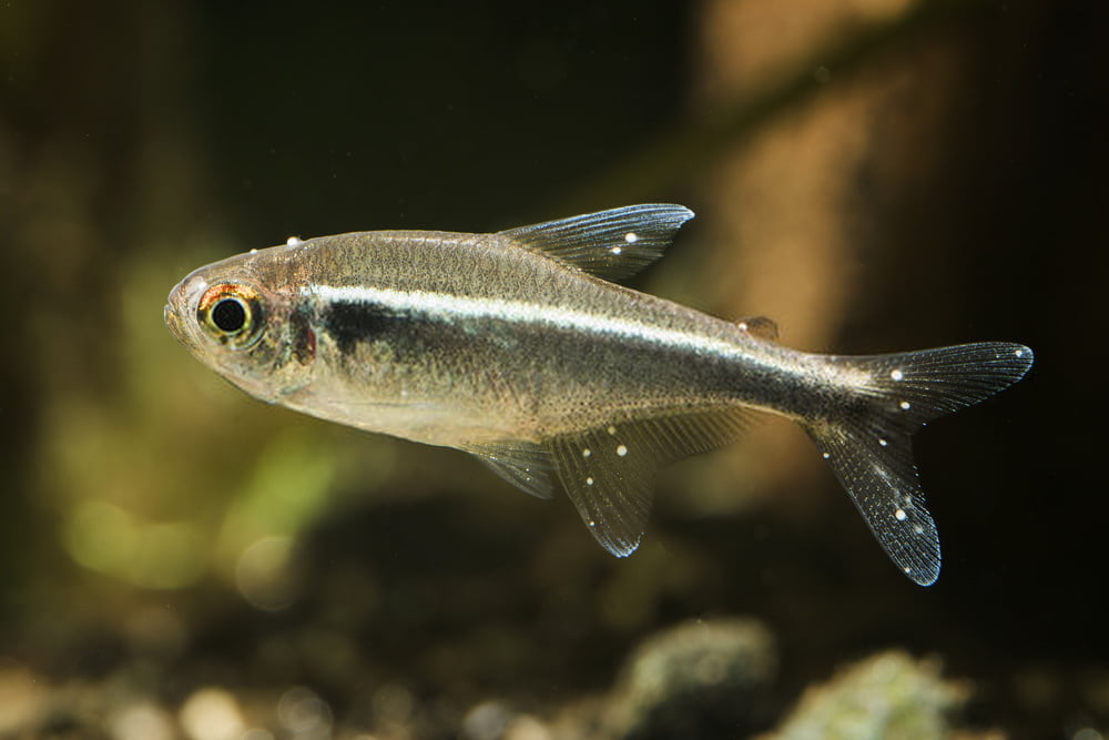 What happens if your fish is turning white?
