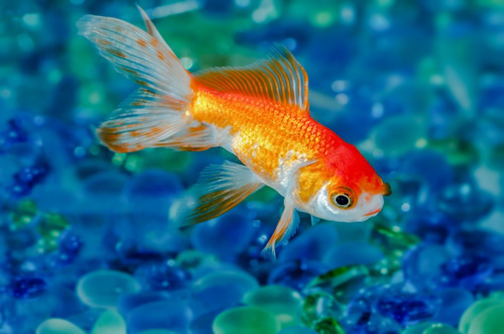 Is it OK to touch a goldfish?
