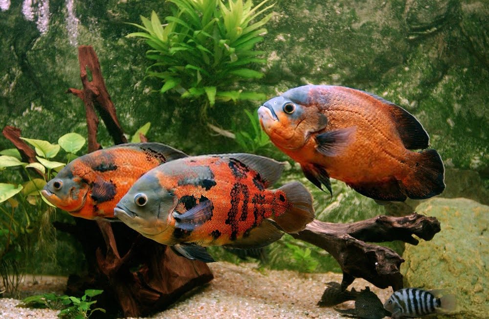 Is Oscar an aggressive fish?