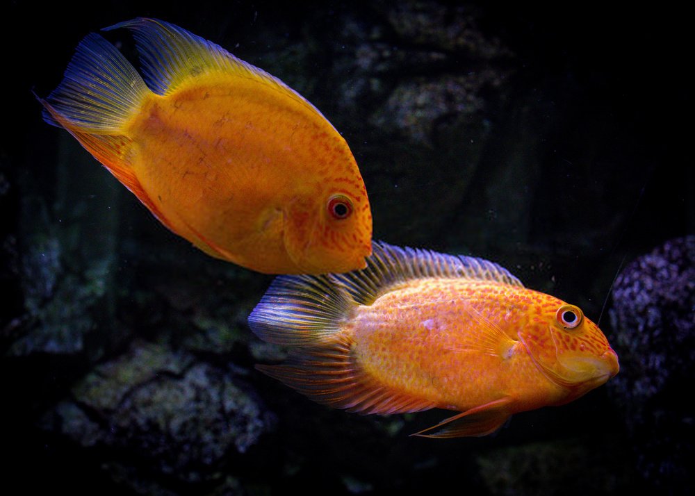 What happens if your fish has red spots?
