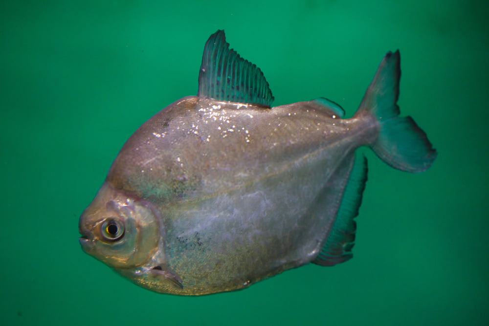 Is silver dollar fish aggressive?
