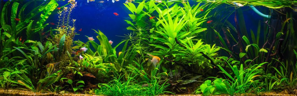 What do I add to my aquarium water changes?
