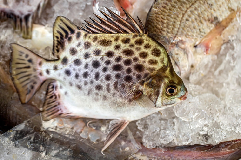 How do you treat black spot on fish?
