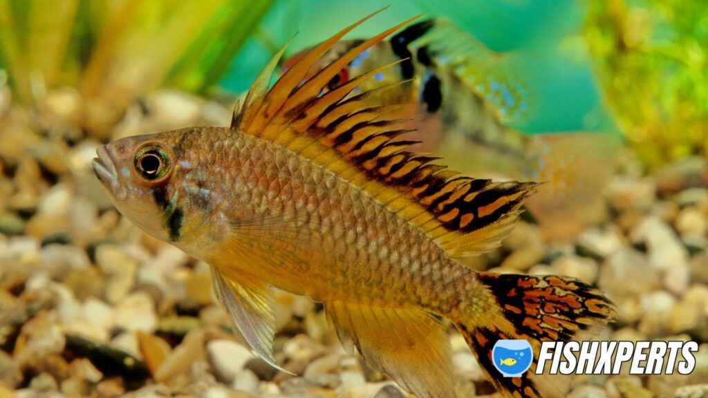 Apistogramma species most commonly bred in captivity.