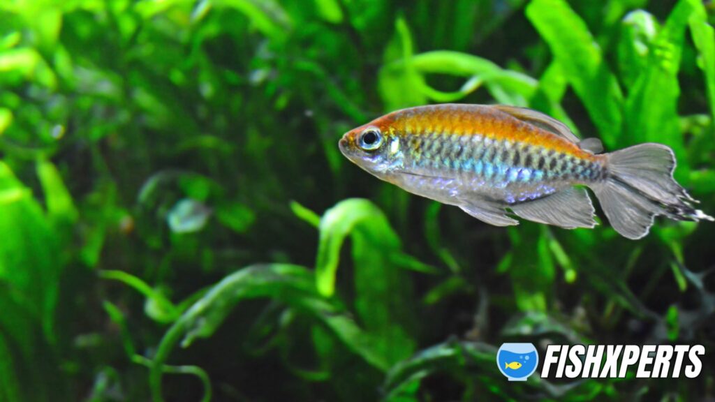 Aquaria single swimming congo tetra fish ( Phenacogrammus interruptus) with rainbow colors.In the background green water plants.