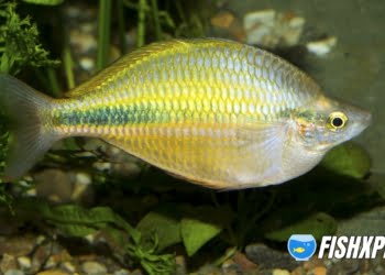 Boesemani Rainbow fish
