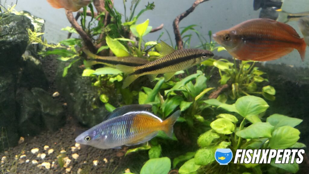 Boesemani Rainbow fish group