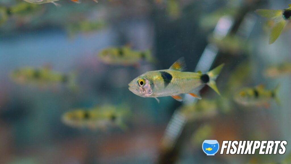 Bucktooth Tetra group