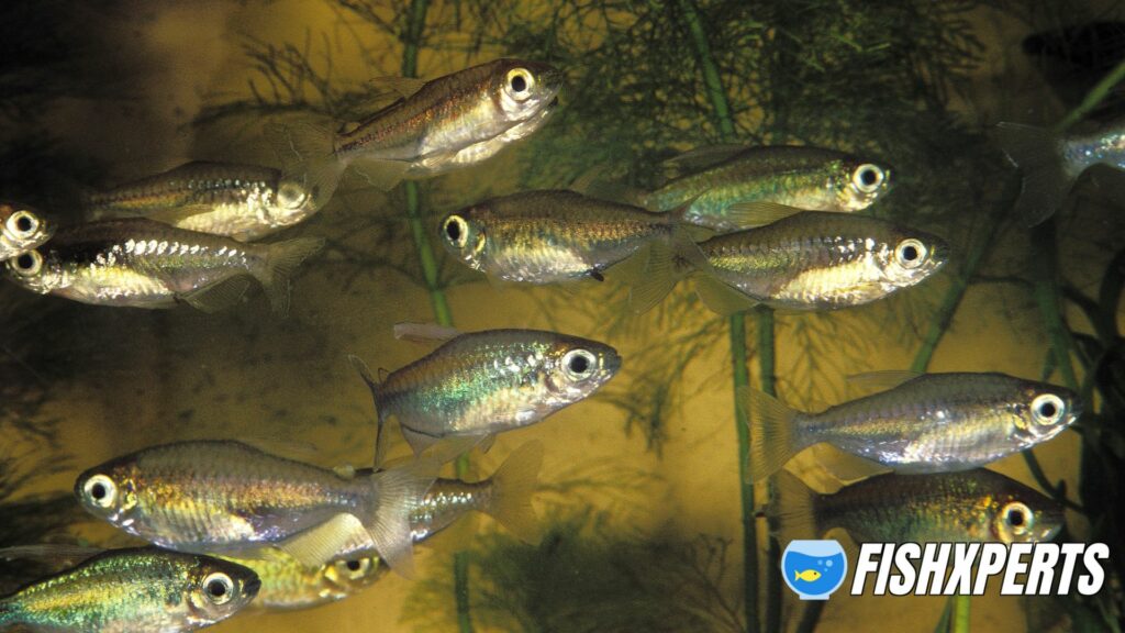 CONGO TETRA GROUP phenacogrammus interruptus