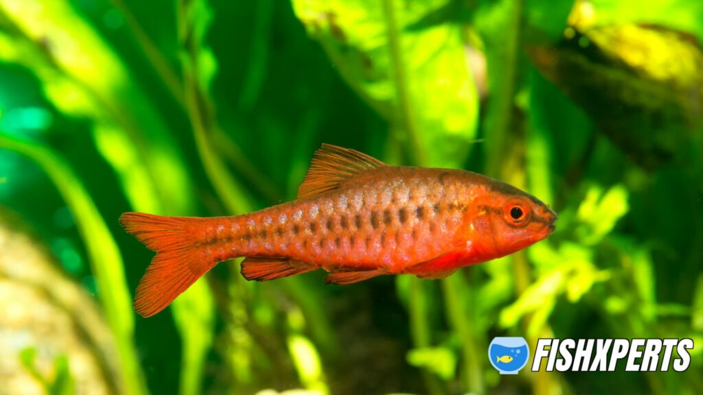 Cherry Barb fish