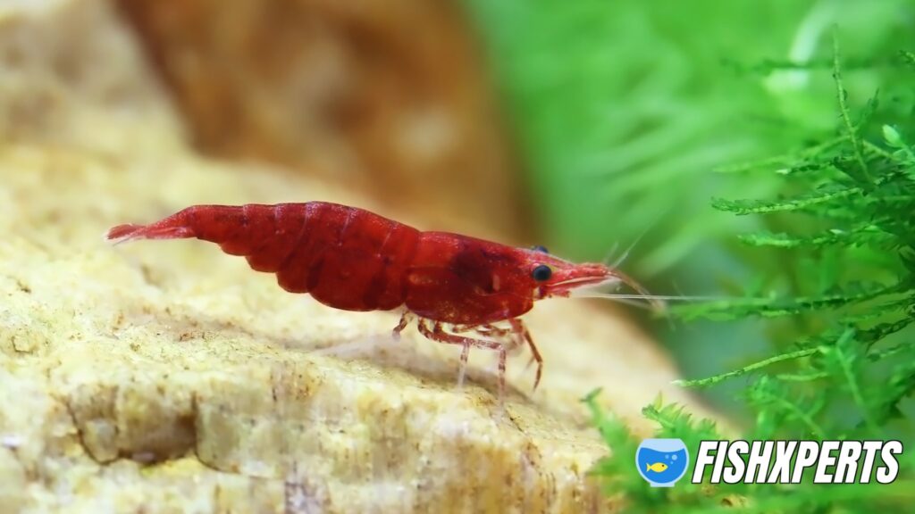 Cherry Shrimp care