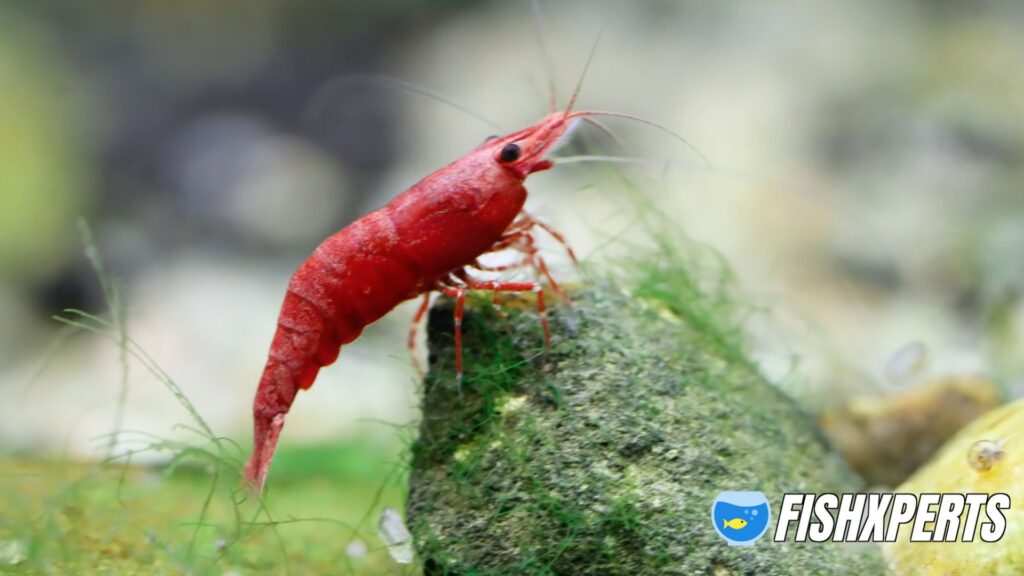 Cherry Shrimp fish