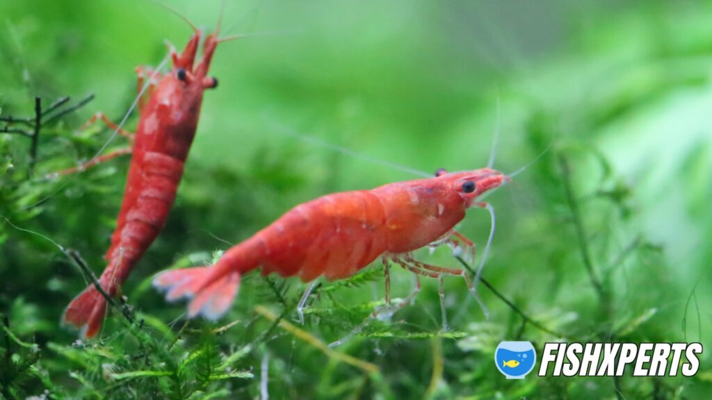 Cherry Shrimp group