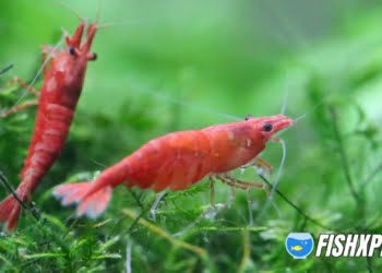 Cherry Shrimp group