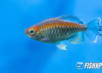 Congo tetra alone in blue water