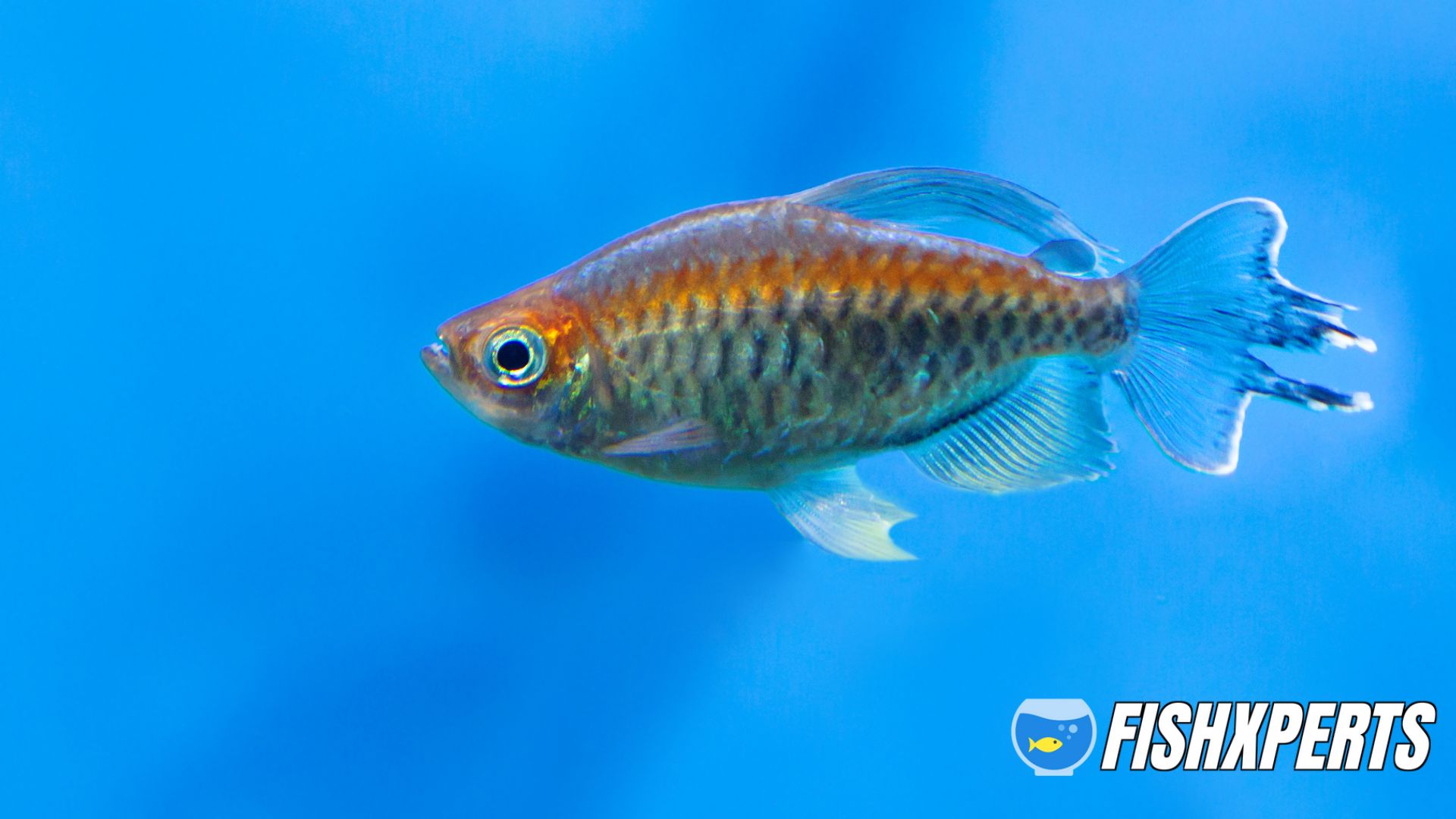 Congo tetra alone in blue water