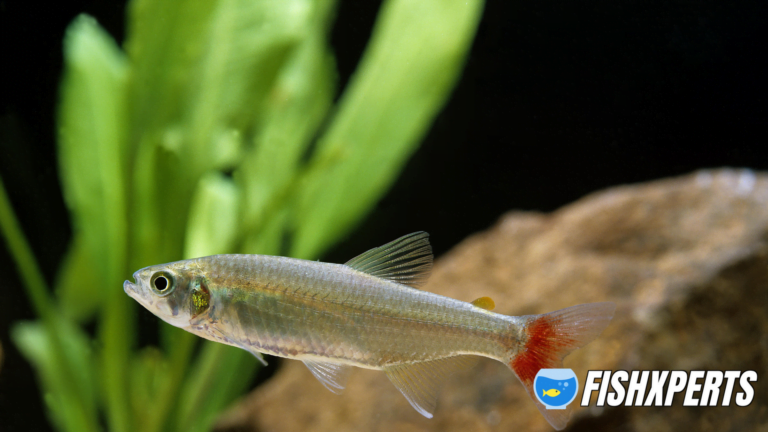 The Bloodfin Tetra: Care, Species and Breeding (An Aquarium Guide)