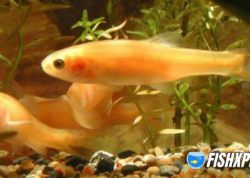 rosy-red-minnow