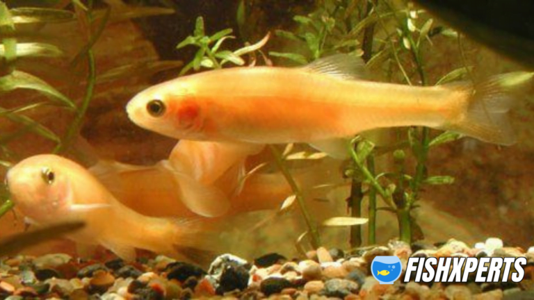 Rosy Red Minnow Care