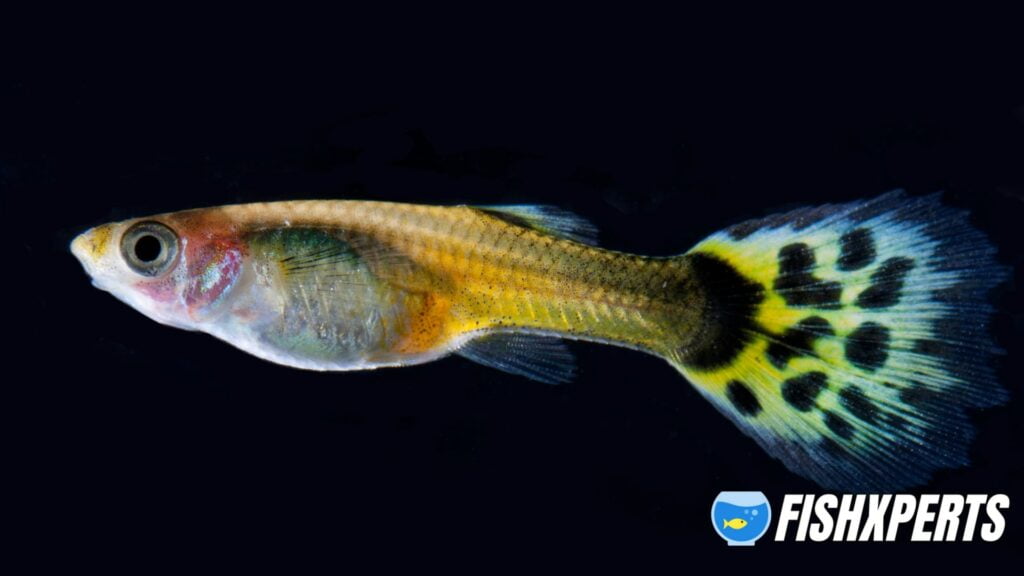 Guppy Fish with dark background