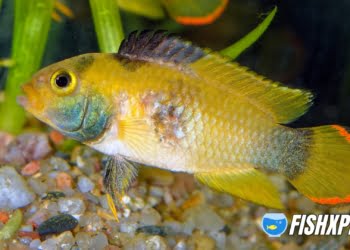 Nice female cichlid fish from genus Apistogramma.