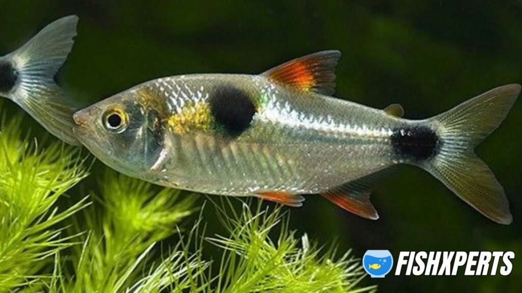 Single Bucktooth Tetra