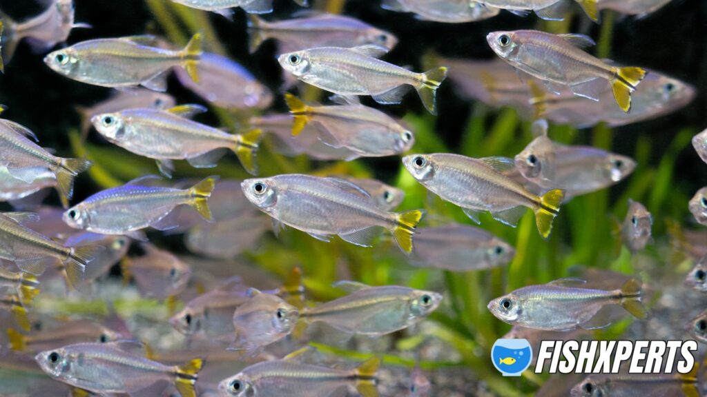 Yellow Congo Tetra